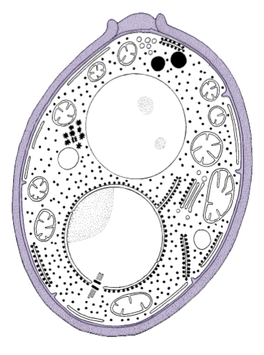 candida-abican-cell-structure Candida Cell Structure & Cell Wall