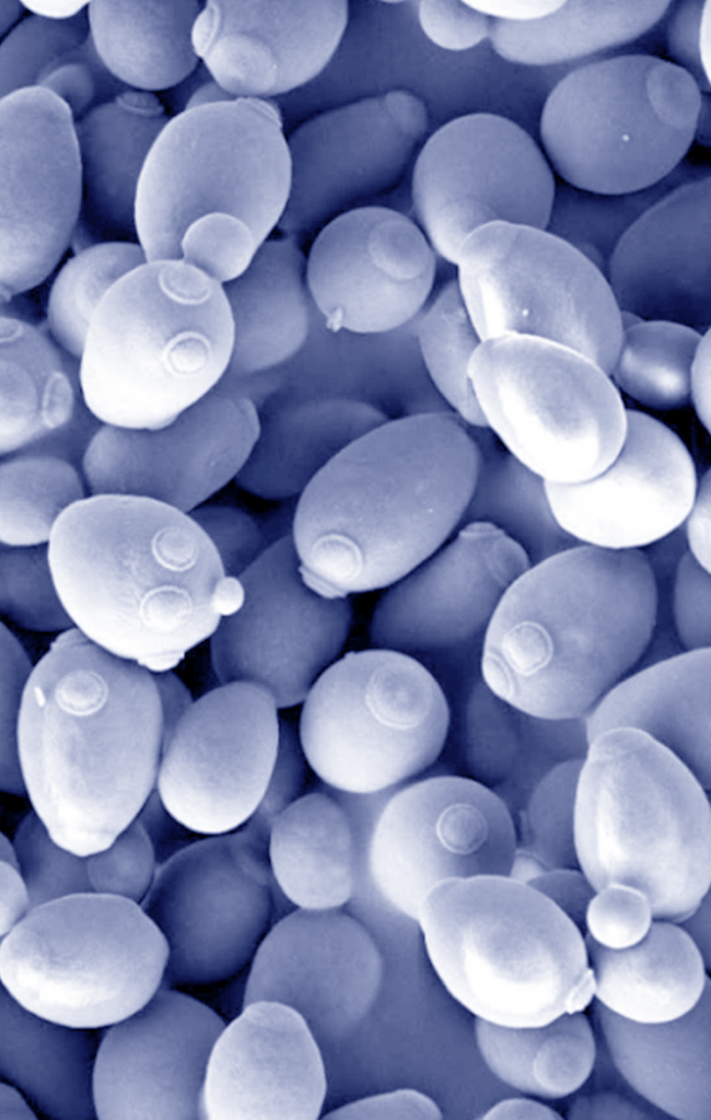 candida-cells_wikipedia2 Portrait